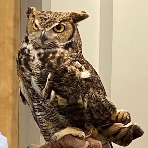 A close-up view of a Great Horned Owl perched on a surface, showcasing its distinct feather patterns and striking yellow eyes.