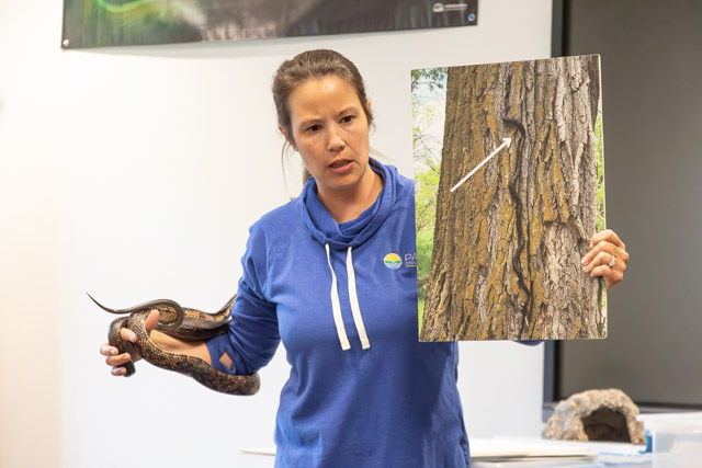 A woman holding a snake in one hand and a poster of a tree trunk with a hidden snake in the other hand, demonstrating animal camouflage.