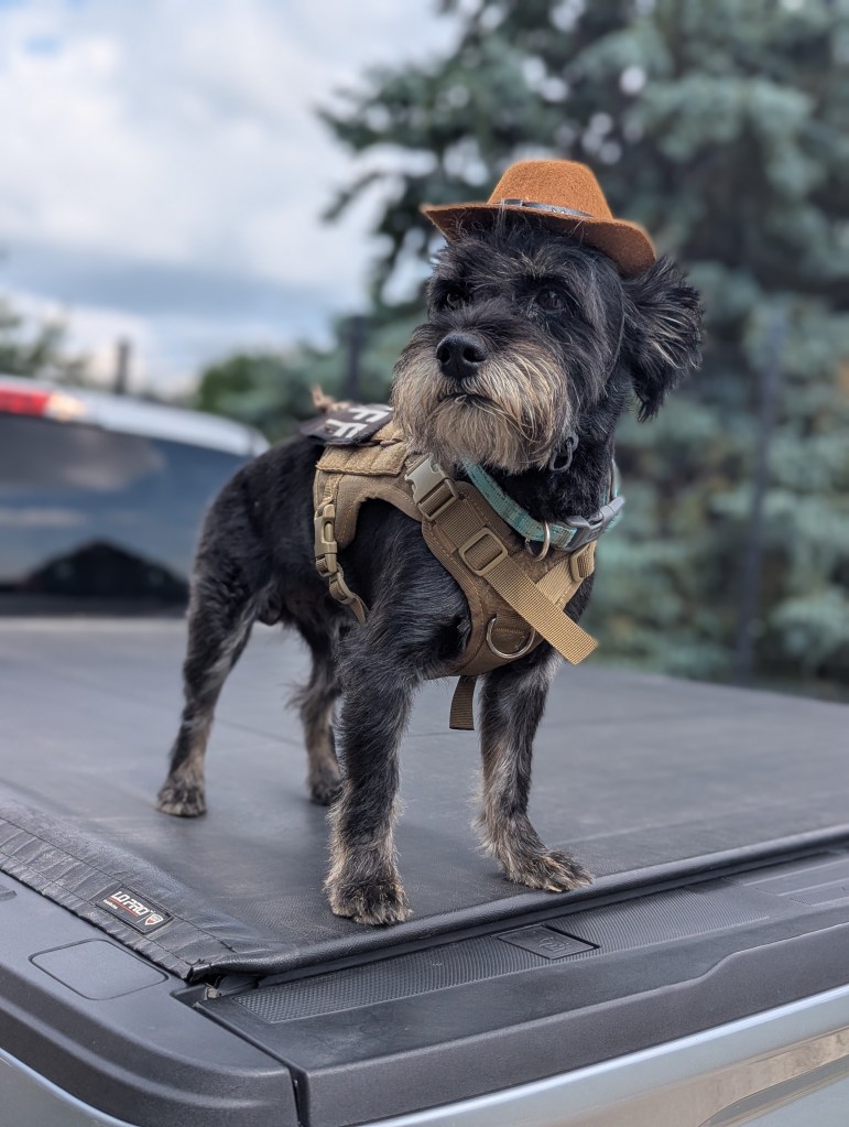 A small black dog wearing a brown cowboy hat and a harness stands confidently on the back of a truck under a cloudy sky.